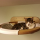 Image for article titled This wall furniture is the coolest thing your cat will see all day